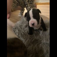 Staffordshire Bull Terrier