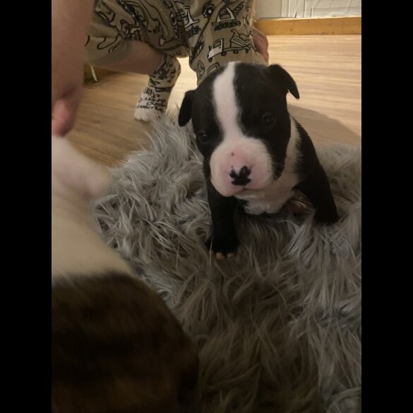 Staffordshire Bull Terrier