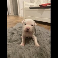 Staffordshire Bull Terrier