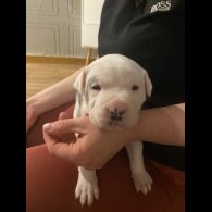 Staffordshire Bull Terrier