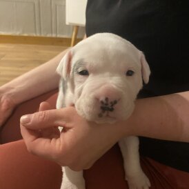 Staffordshire Bull Terrier