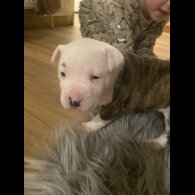 Staffordshire Bull Terrier