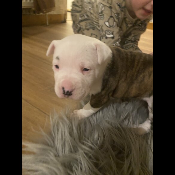 Staffordshire Bull Terrier