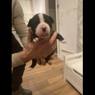 Staffordshire Bull Terrier