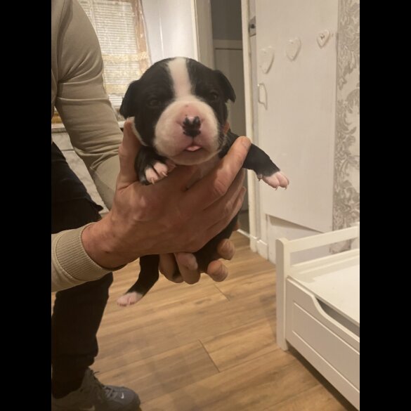 Staffordshire Bull Terrier