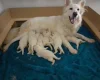 German Shepherd (Alsatian)