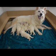 German Shepherd (Alsatian)