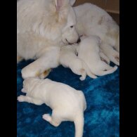 German Shepherd (Alsatian)