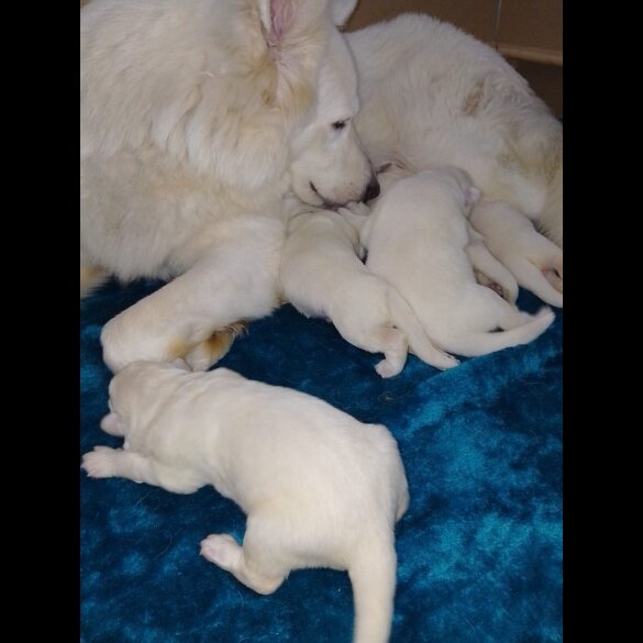 German Shepherd (Alsatian)