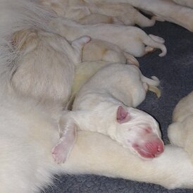 German Shepherd (Alsatian)