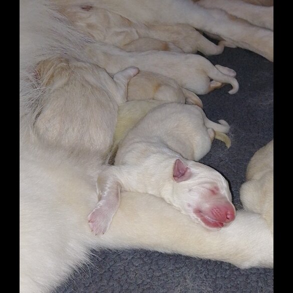 German Shepherd (Alsatian)