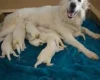 German Shepherd (Alsatian)