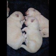 German Shepherd (Alsatian)