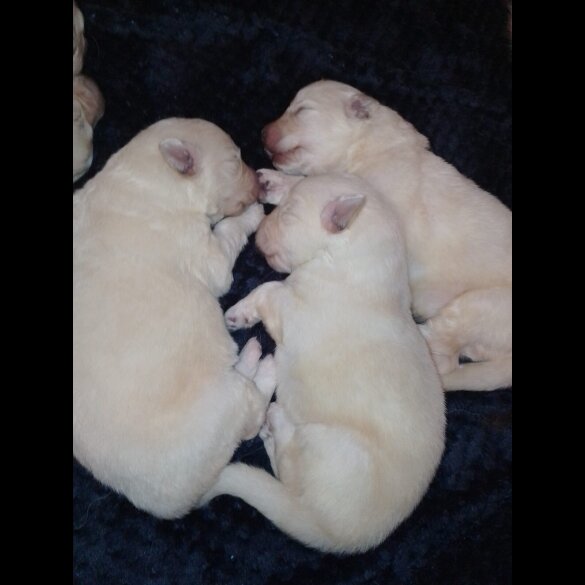 German Shepherd (Alsatian)