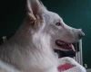 German Shepherd (Alsatian)