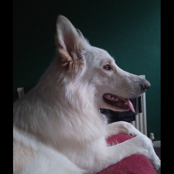 German Shepherd (Alsatian)