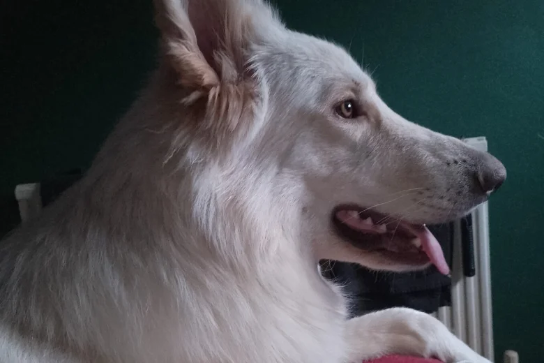 German Shepherd (Alsatian)