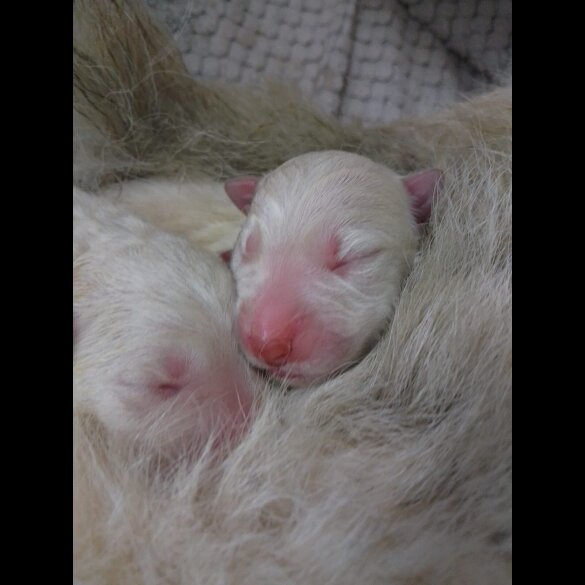 German Shepherd (Alsatian)