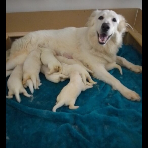 German Shepherd (Alsatian)