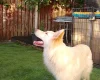 German Shepherd (Alsatian)
