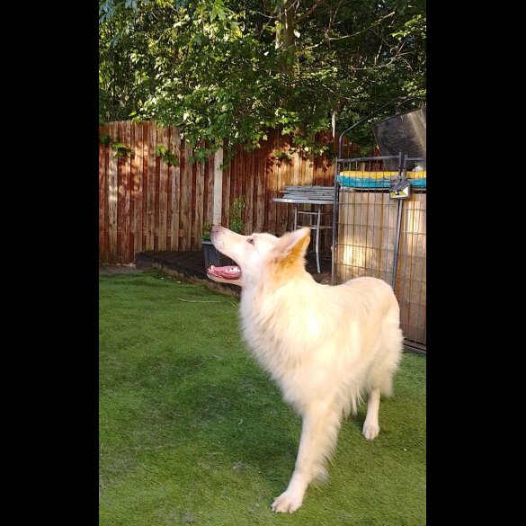 German Shepherd (Alsatian)