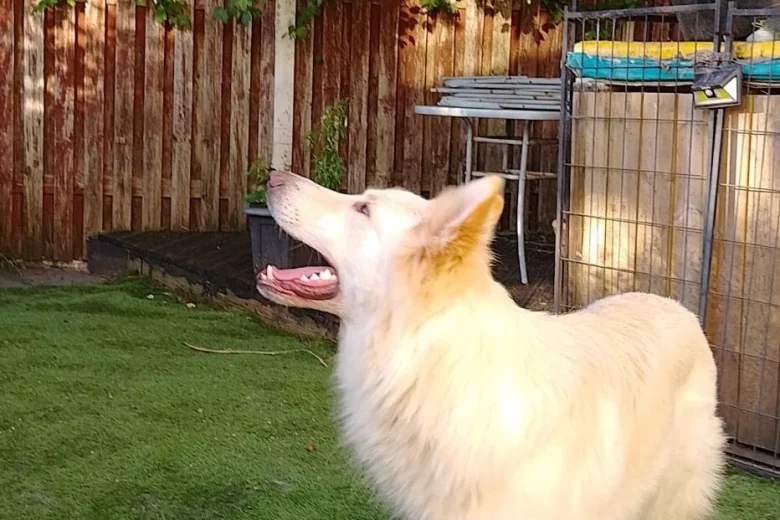 German Shepherd (Alsatian)
