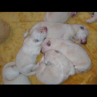 German Shepherd (Alsatian)