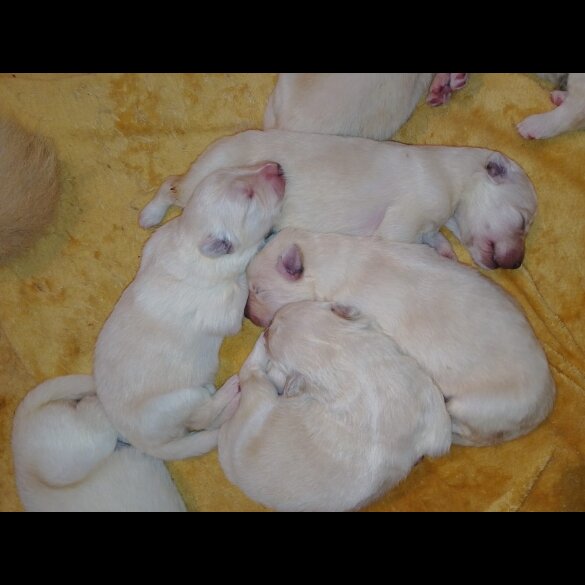 German Shepherd (Alsatian)