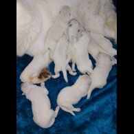 German Shepherd (Alsatian)