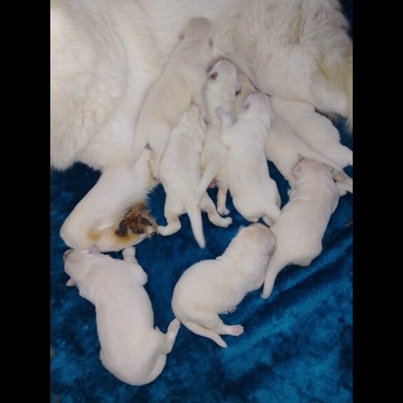 German Shepherd (Alsatian)