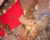 Labradoodle