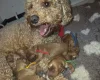 Labradoodle