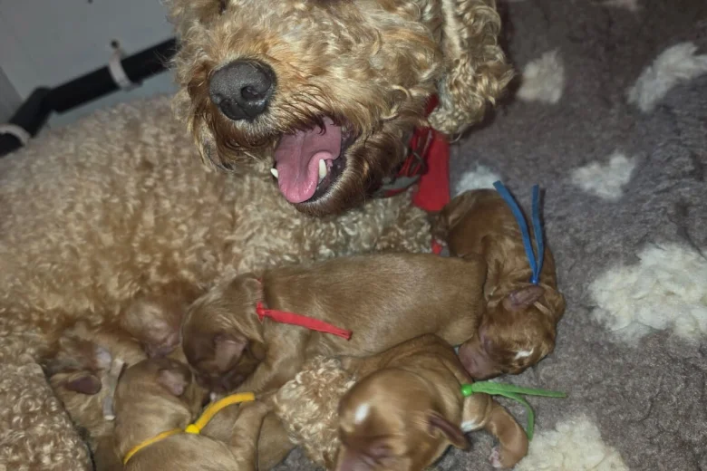Labradoodle