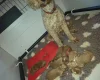 Labradoodle