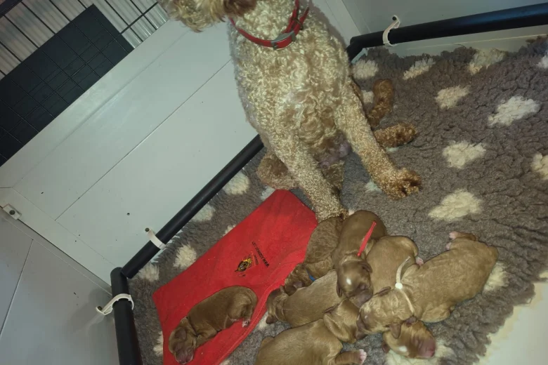 Labradoodle