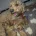 Labradoodle