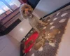 Labradoodle
