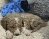 Labradoodle