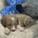 Labradoodle