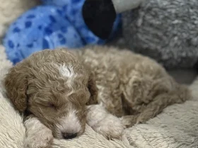 Labradoodle