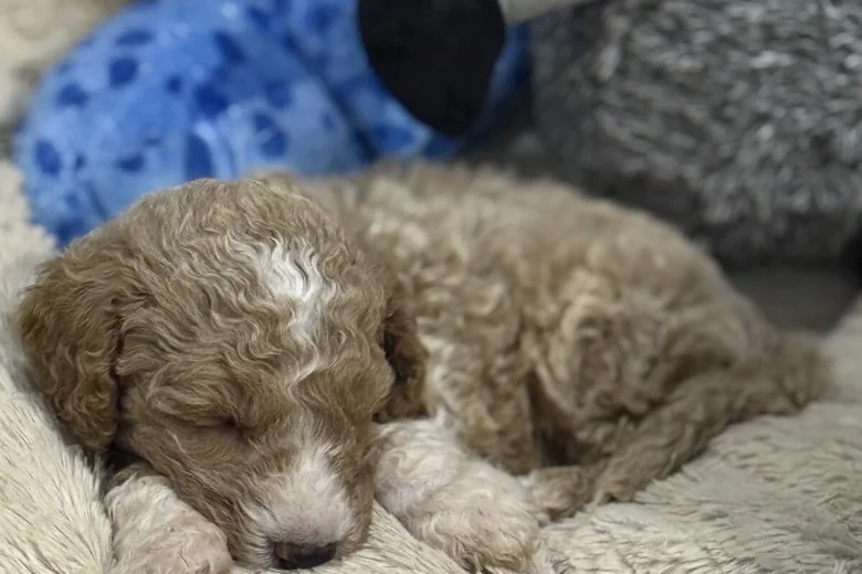 Labradoodle