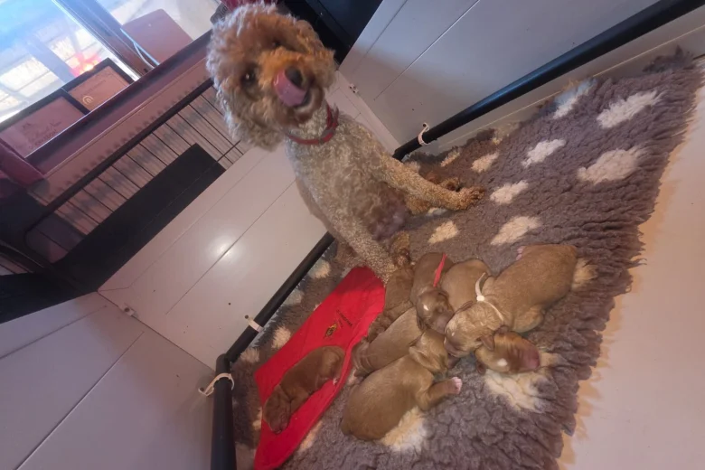 Labradoodle
