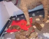 Labradoodle