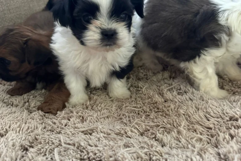 Shih Tzu