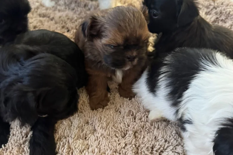 Shih Tzu