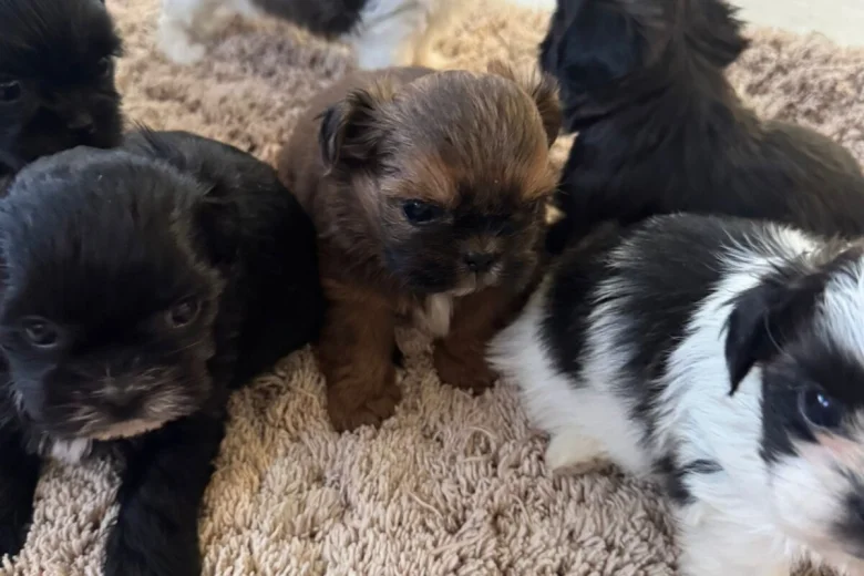 Shih Tzu