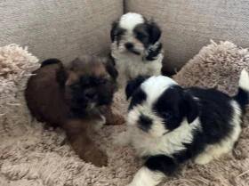 Shih Tzu