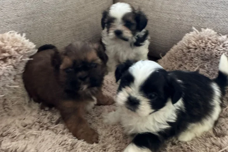 Shih Tzu