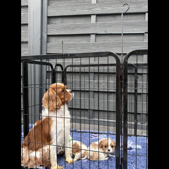 Cavalier King Charles Spaniel