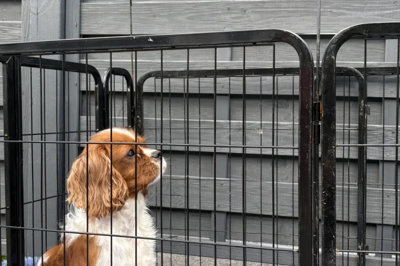 Cavalier King Charles Spaniel